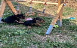 Welsh Terrier dogs for sale: Stunning KC reg PLL CLEAR Welsh terrier puppies in Dronfield - Image 14