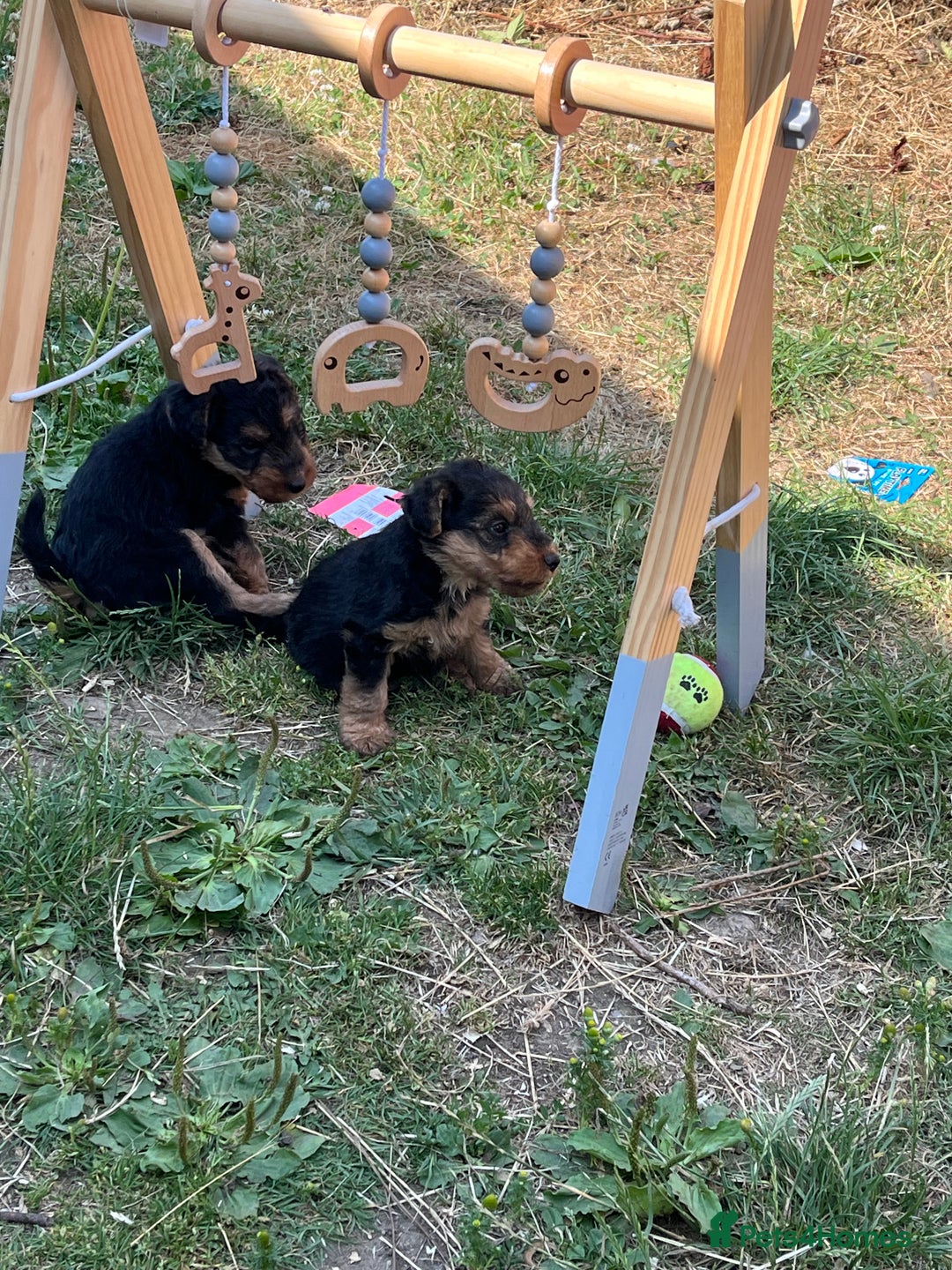 Welsh Terrier dogs for sale: Stunning KC reg PLL CLEAR Welsh terrier puppies in Dronfield - Image 14