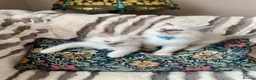Ragdoll cats for sale: Beautiful mitted GCCF champion girls and boys  - Advert 3