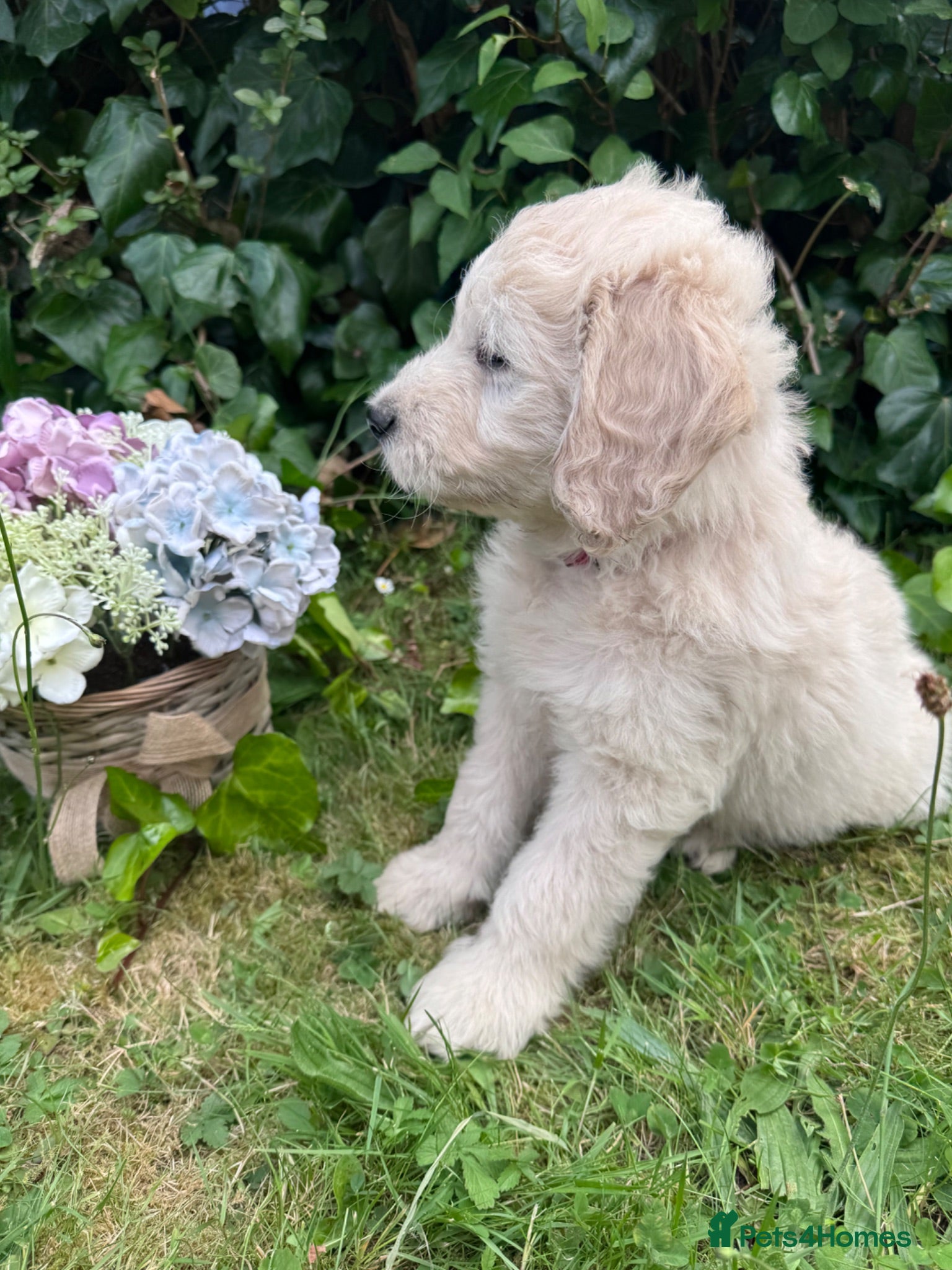 Mini Goldendoodle dogs F1 Miniature Goldendoodles  *READY NOW* - Advert 2