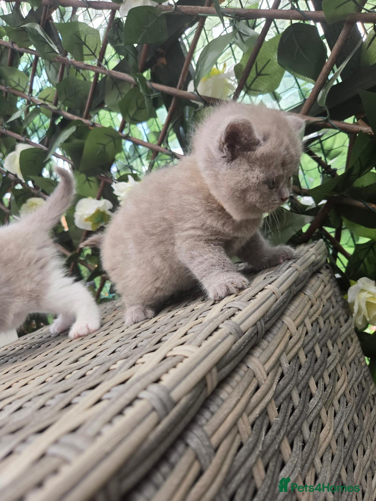 British Shorthair cats Full british shorthair kittens - Advert 2