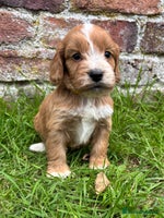 Cockapoo dogs - Advert 8