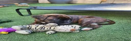 Boxer dogs for sale: Bobtail/tailed Boxer puppy - Advert 6