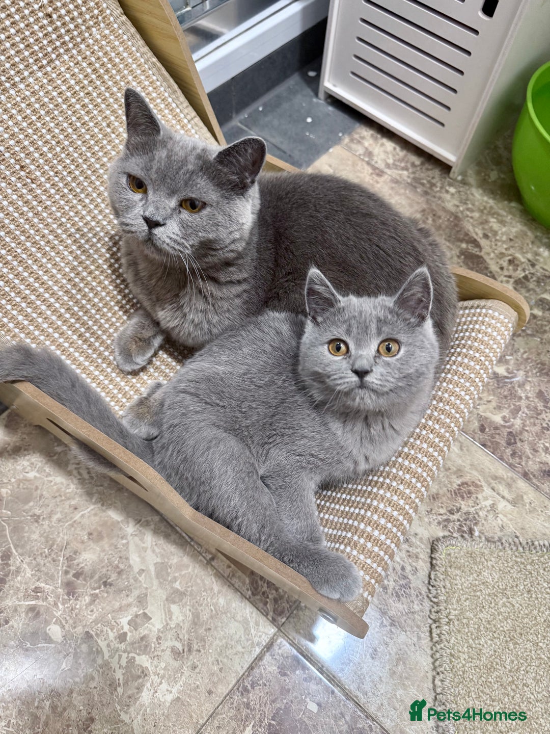 British Shorthair cats for sale: British Shorthair Kittens 1girl left only - Advert 17