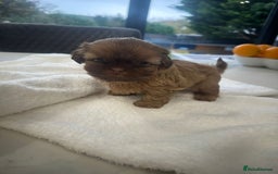 Shih Tzu dogs for sale: 🐶Imperial ShihTzu Puppies–Exceptional Bloodline🐶 - Image 9