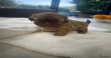 Shih Tzu dogs - Advert 2