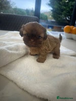 Shih Tzu dogs 🐶Imperial ShihTzu Puppies–Exceptional Bloodline🐶 - Advert 4