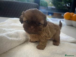 Shih Tzu dogs 🐶Imperial ShihTzu Puppies–Exceptional Bloodline🐶 - Advert 1