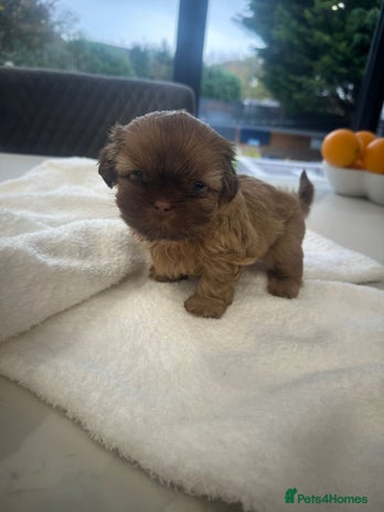 Shih Tzu dogs 🐶Imperial ShihTzu Puppies–Exceptional Bloodline🐶 - Advert 2