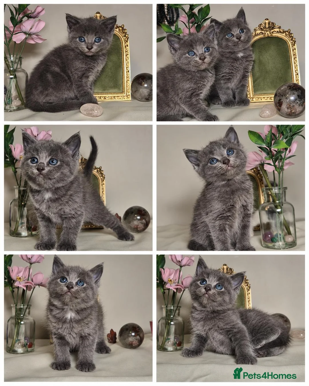Mixed Breed cats for sale:  Playful & Affectionate Ragdoll Cross Kittens - Advert 2