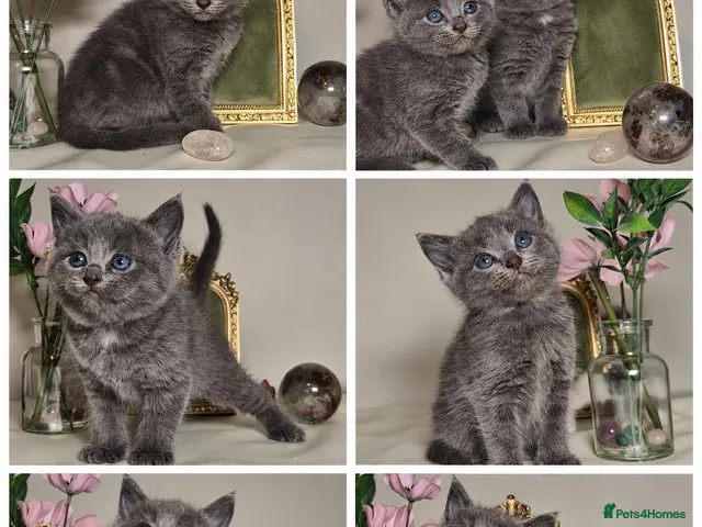 Mixed Breed cats for sale: Playful & Affectionate Ragdoll Cross Kittens - Advert 14