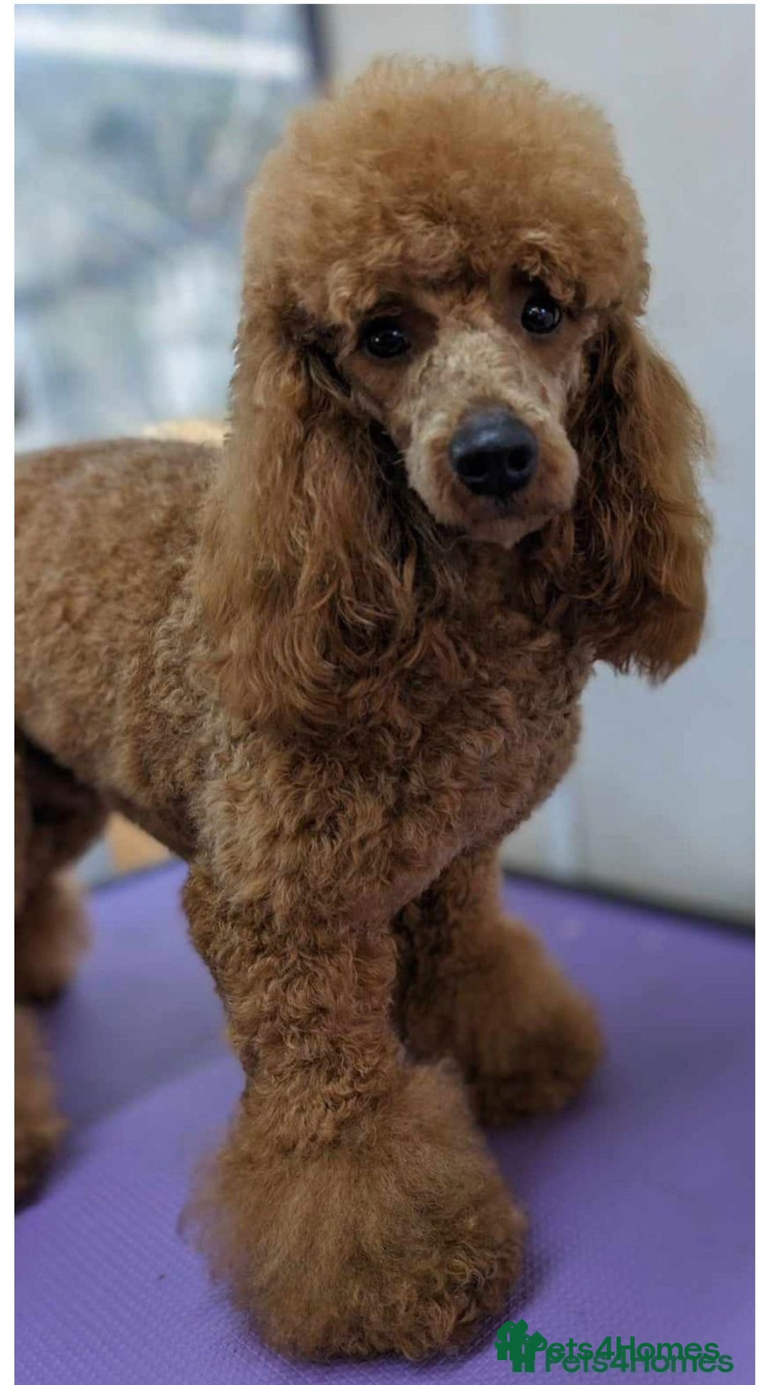 Cockapoo dogs for sale: Stunning Superb DNA Clear F1B Toy Cockapoo Pups - Image 7