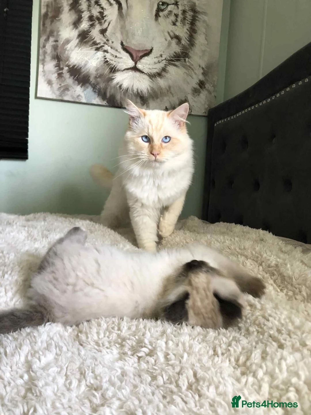 Ragdoll cats for sale: Male Adult Ragdoll - Advert 1