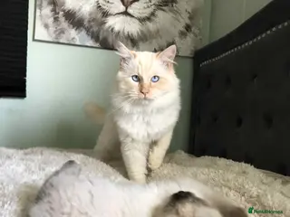 Ragdoll cats Male Adult Ragdoll - Advert 1