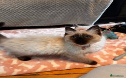 Ragdoll cats for sale: Ragdoll kittens  - Image 3