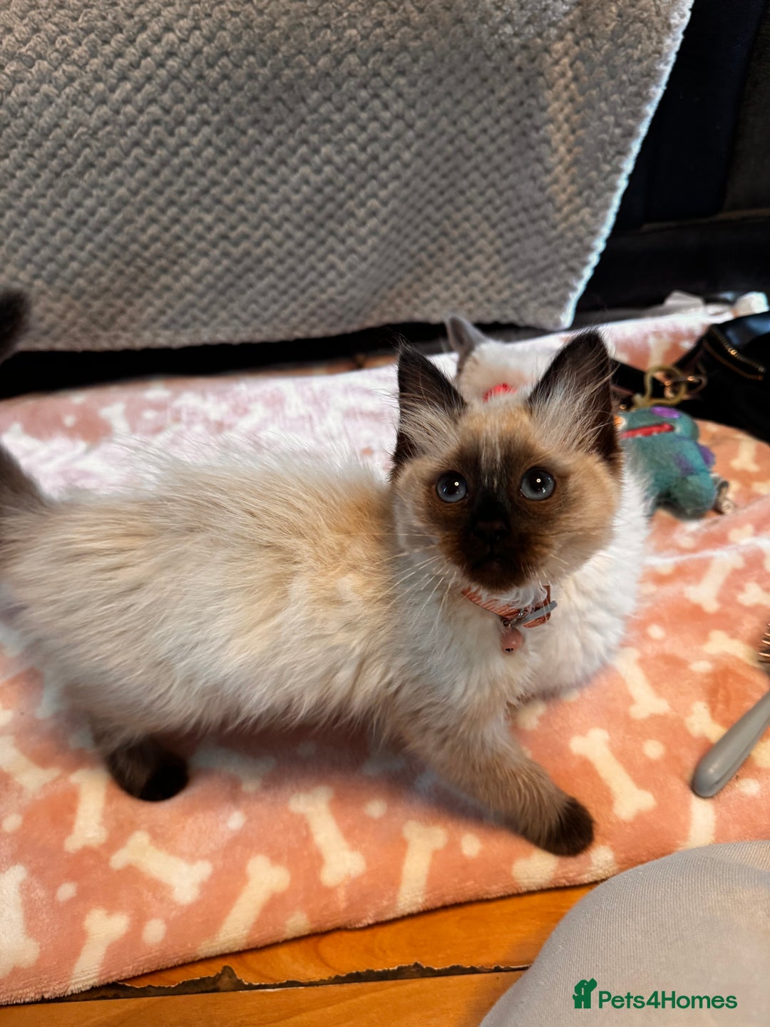 Ragdoll cats for sale: Ragdoll kittens  - Image 3