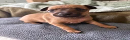 Italian Greyhound dogs for sale: Italian greyhound puppies  in Horsham - Advert 6