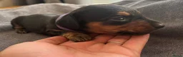 Miniature Dachshund dogs for sale: 5 miniature dacshunds puppies  - Advert 24