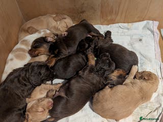 Cocker Spaniel dogs chocolate cocker spaniels stunning pups - Advert 12