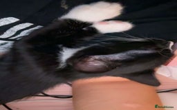 British Longhair cats for sale: 12 week old kitten  - Image 3