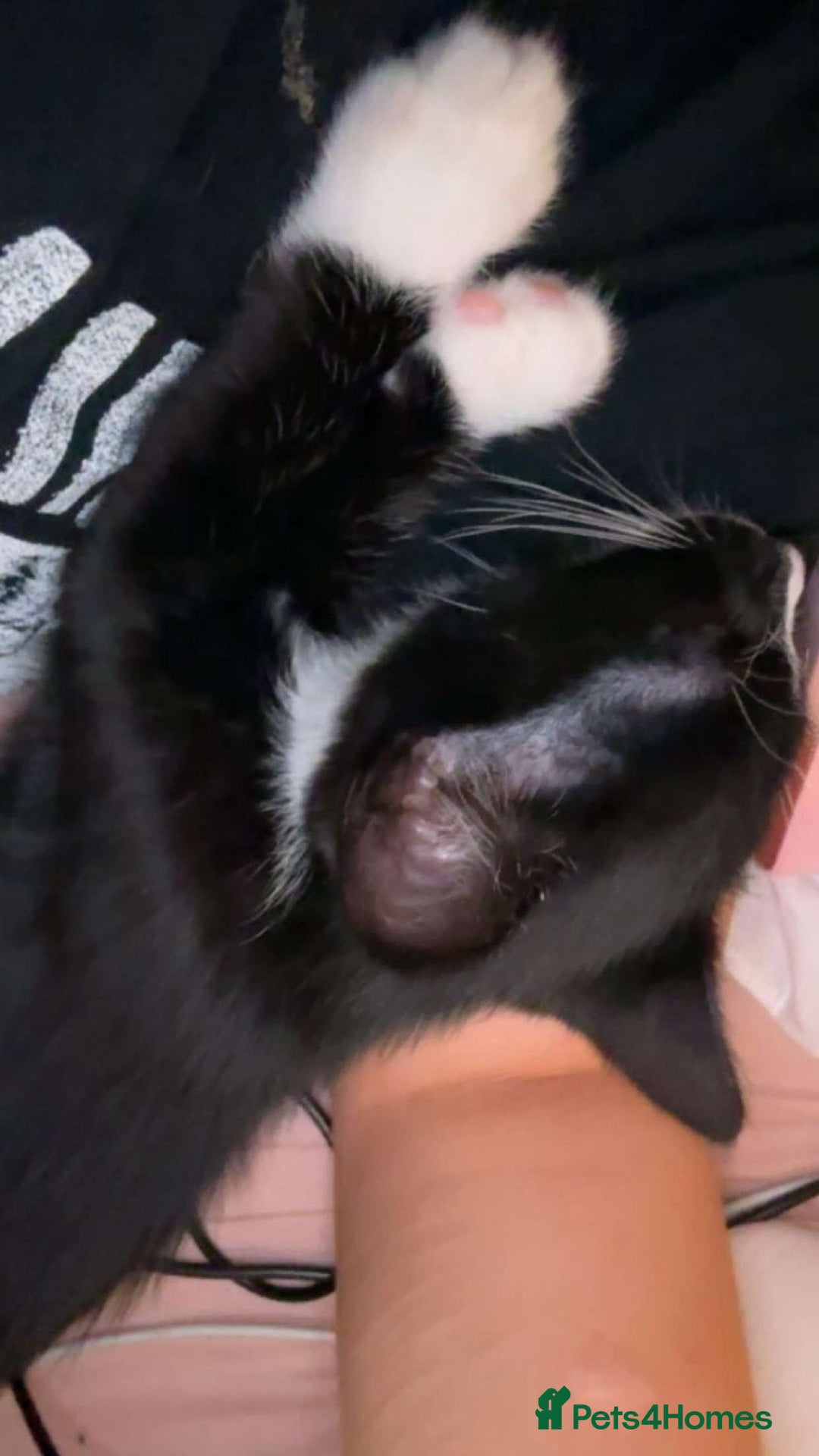 British Longhair cats for sale: 12 week old kitten  - Image 3