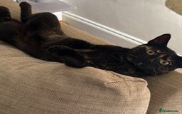 Domestic Shorthair cats for sale: Urgently needing re-homing  - Image 3