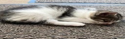 Mixed Breed cats for sale: Ready for their forever homes, 3 fluffy angels - Advert 21