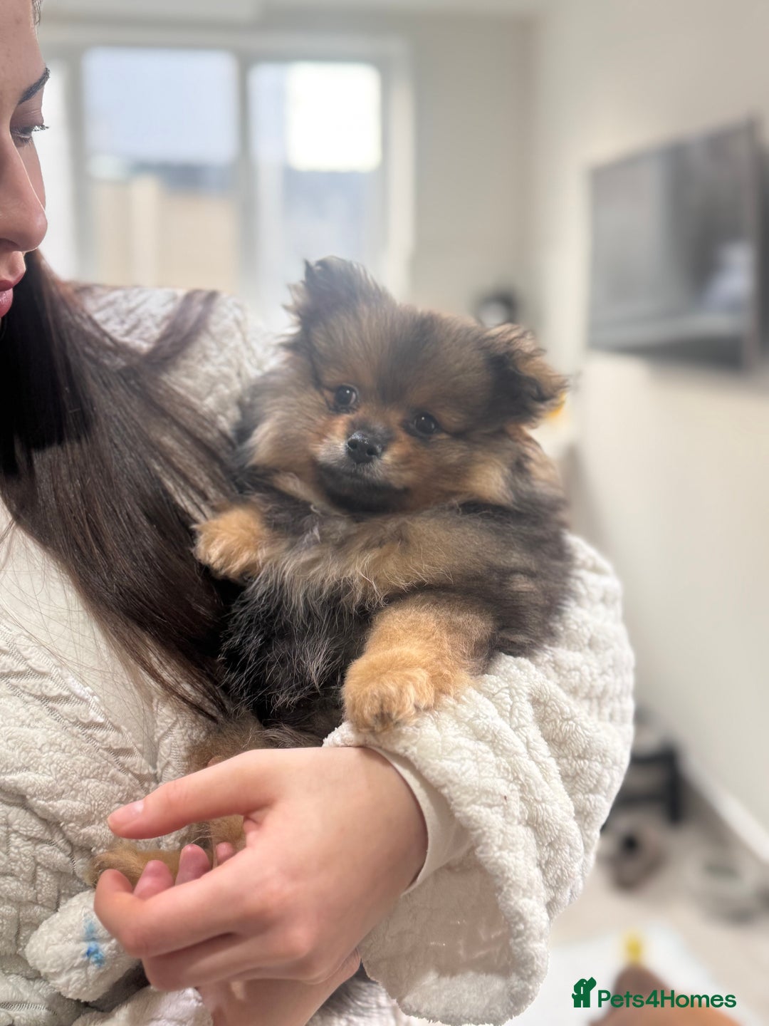 Pomeranian dogs for sale: ✨Pomeranian Puppy Looking for a Loving Home ✨ - Advert 7