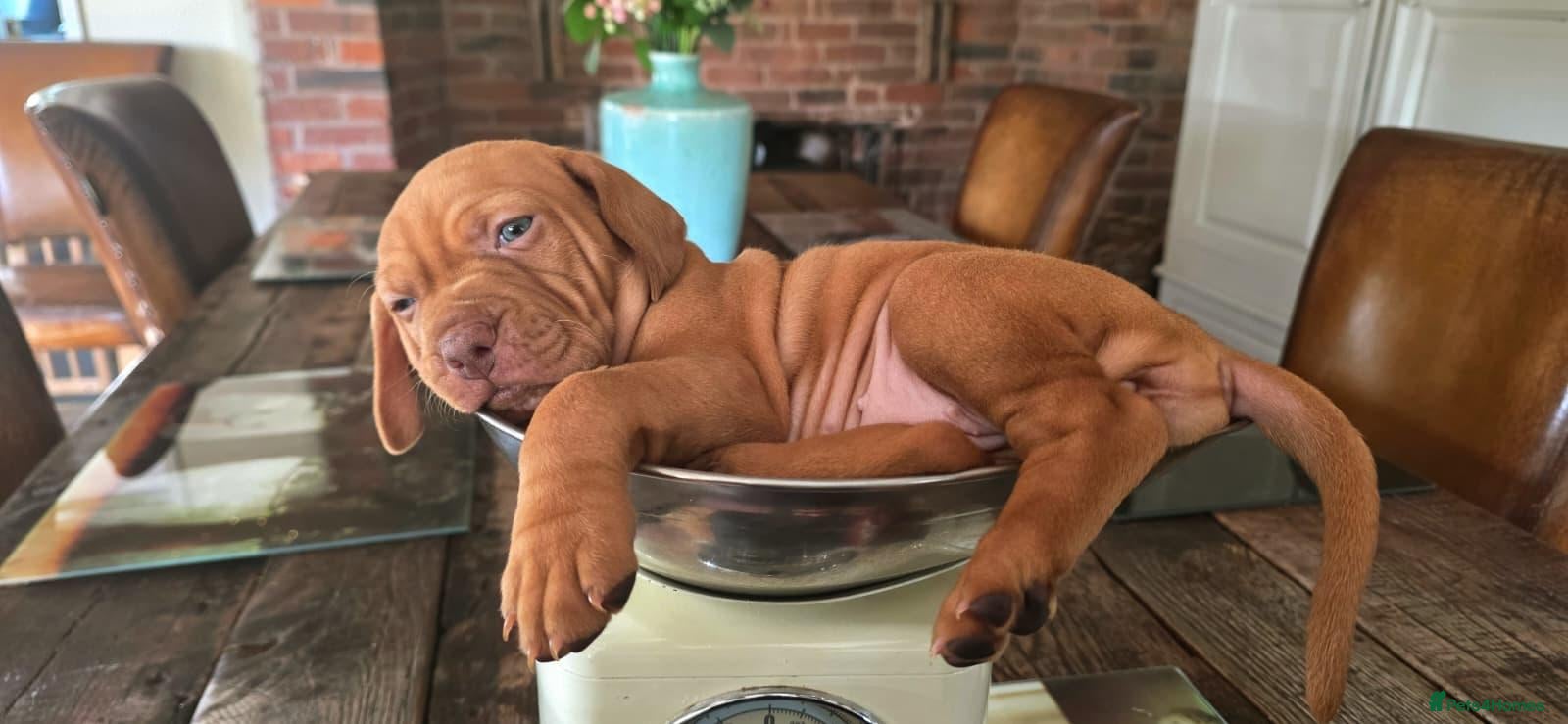 Hungarian Vizsla dogs Stunning KC Registered Hungarian Vizslas - Advert 1