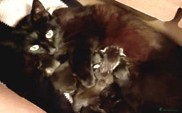 Norwegian Forest Cat cats for sale: Chunky Tabby kittens ready for their new homes  - Image 6