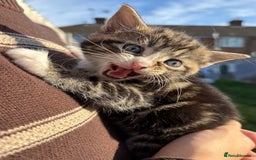 Mixed Breed cats for sale: 5 Gorgeous kittens available now - Image 10