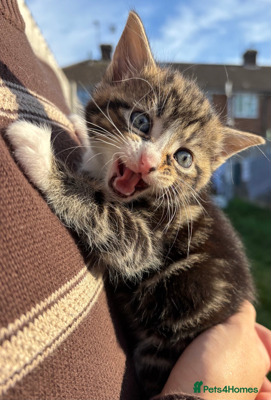 Mixed Breed cats for sale: 5 Gorgeous kittens available now - Image 10