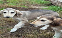 Saluki dogs for sale: Lovely Saluki Puppies - Image 7