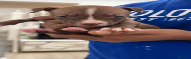 American Bull Staffy 5