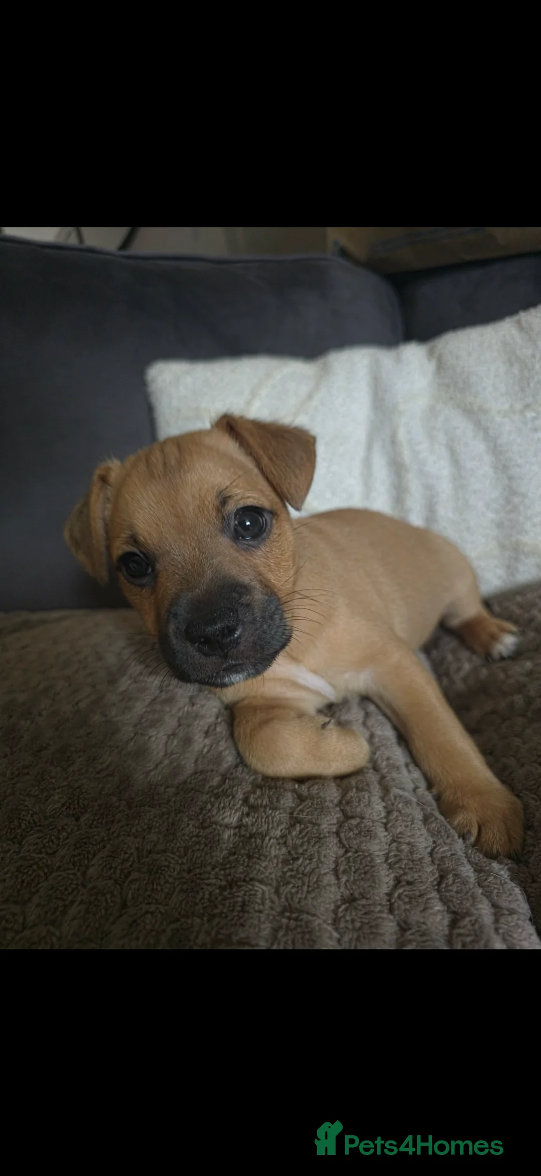 Jack Russell dogs for sale: Make Jack russle puppies  - Advert 4