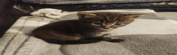 Mixed Breed cats for sale: 2 lovely 8 weeks old Boys  - Advert 4