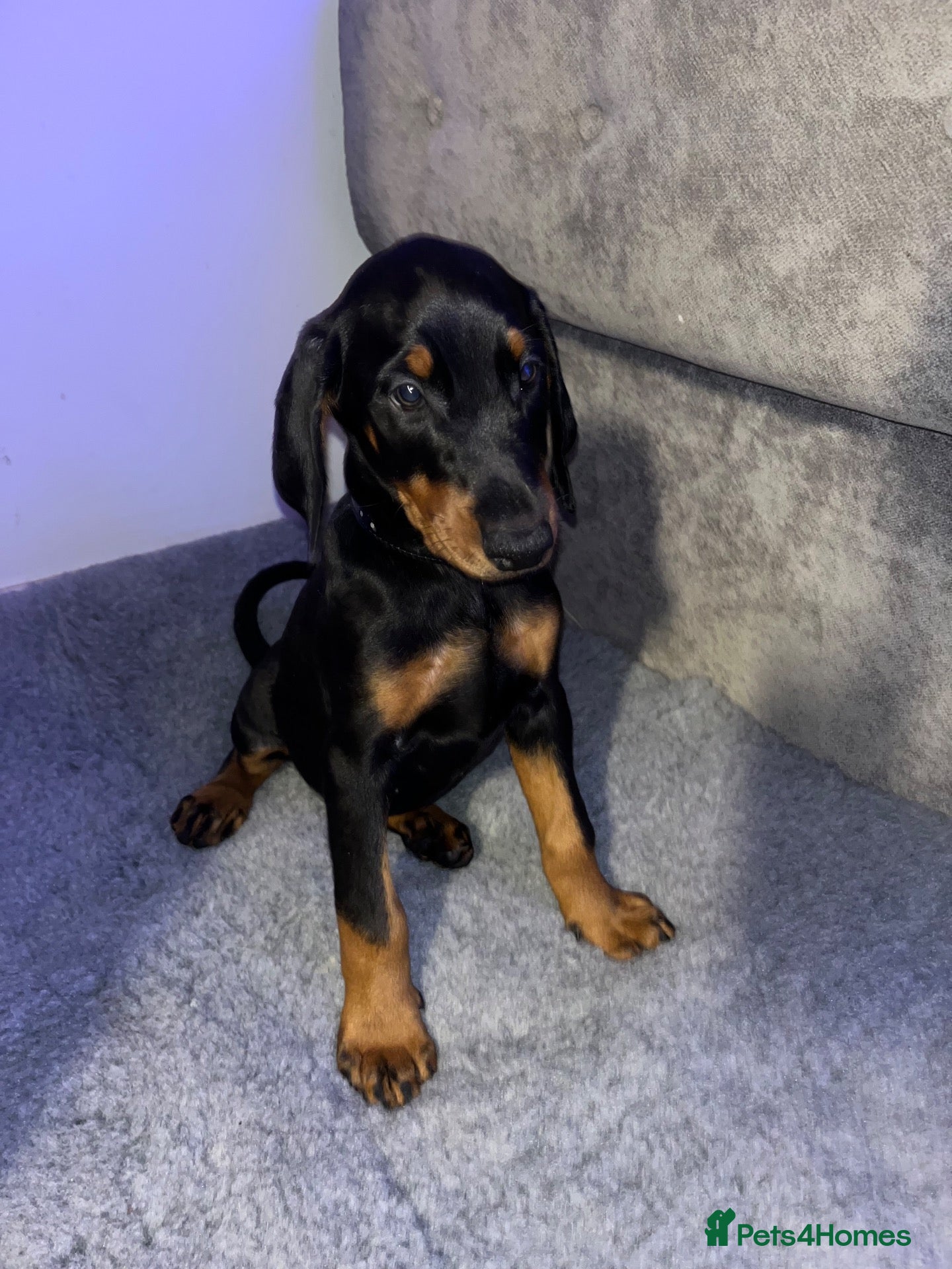 Dobermann dogs 🏆 Exceptional KC Registered Doberman READY TO GO - Advert 1