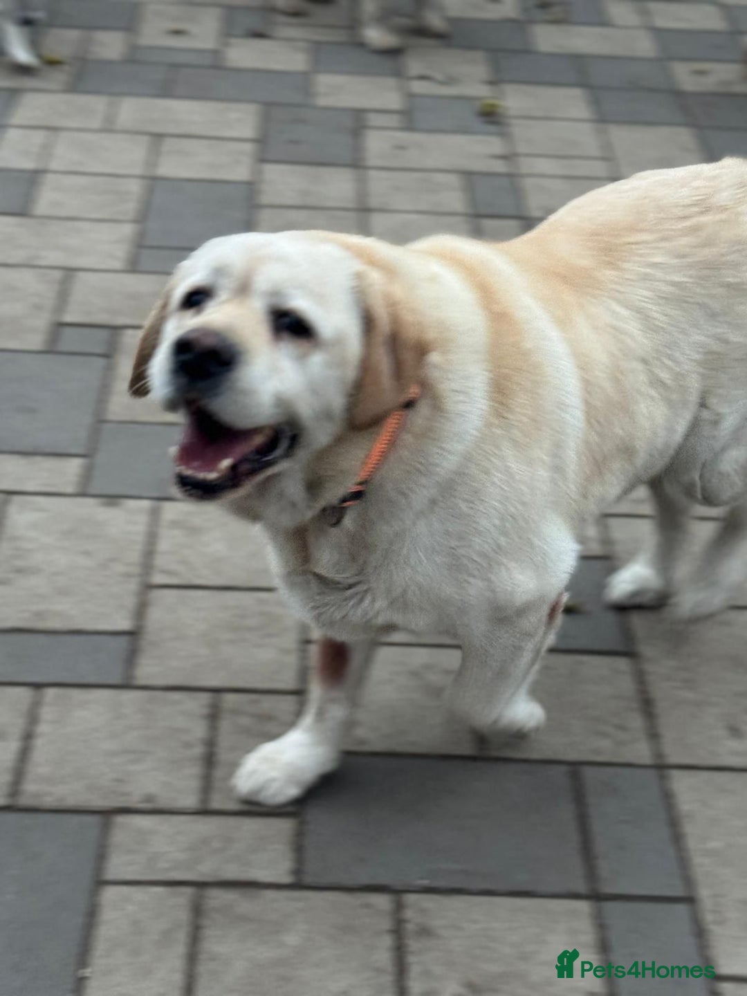 Labrador Retriever dogs for adoption: Gorgeous Trevor seeking a home - Advert 10