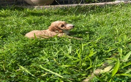 Cockapoo dogs for sale: Beautiful show cockapoo puppies - Image 13