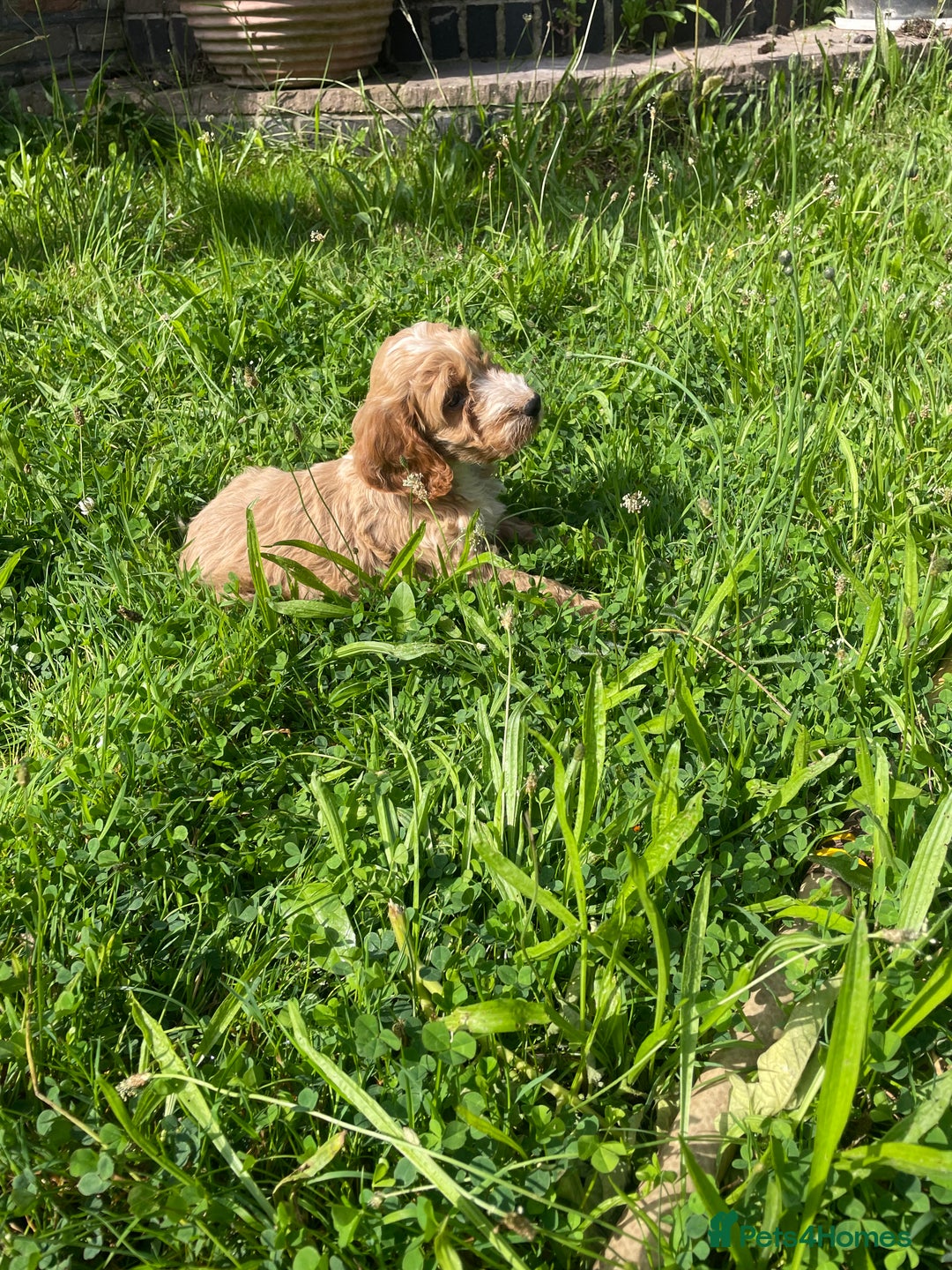 Cockapoo dogs for sale: Beautiful show cockapoo puppies - Image 13