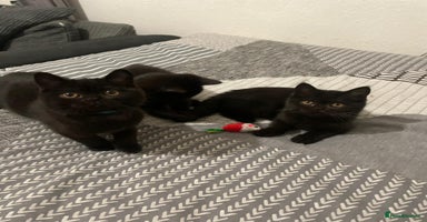 British Shorthair cats GCCF Black British Shorthair Kittens - Advert 10