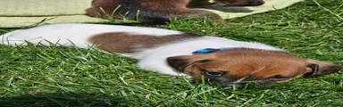 Chiweenie Puppy 3