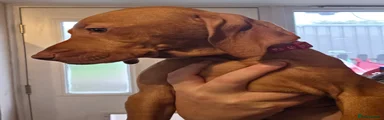 Hungarian Vizsla - Red