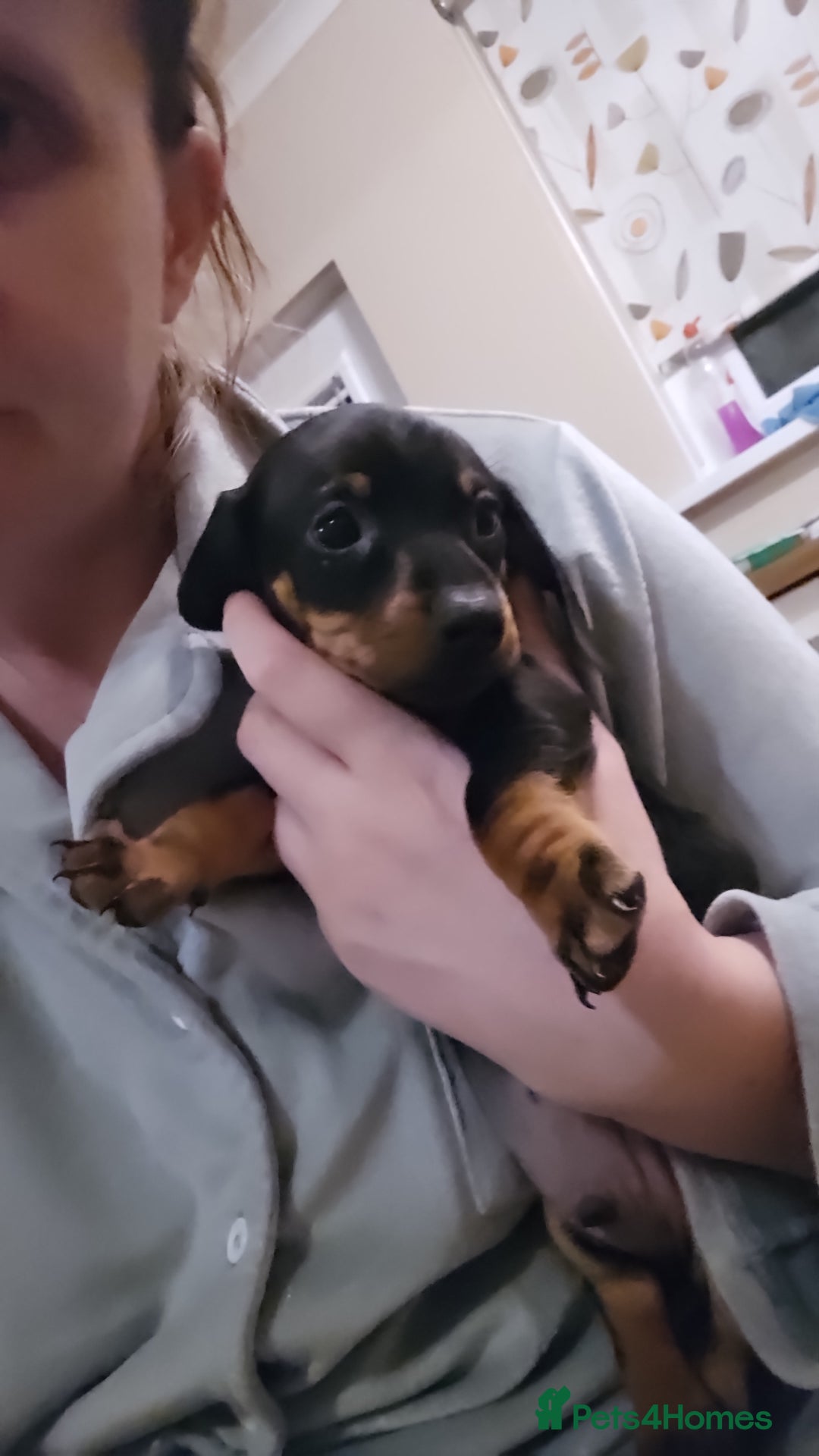 Miniature Dachshund dogs for sale: Miniature dachshund male puppies - Advert 38