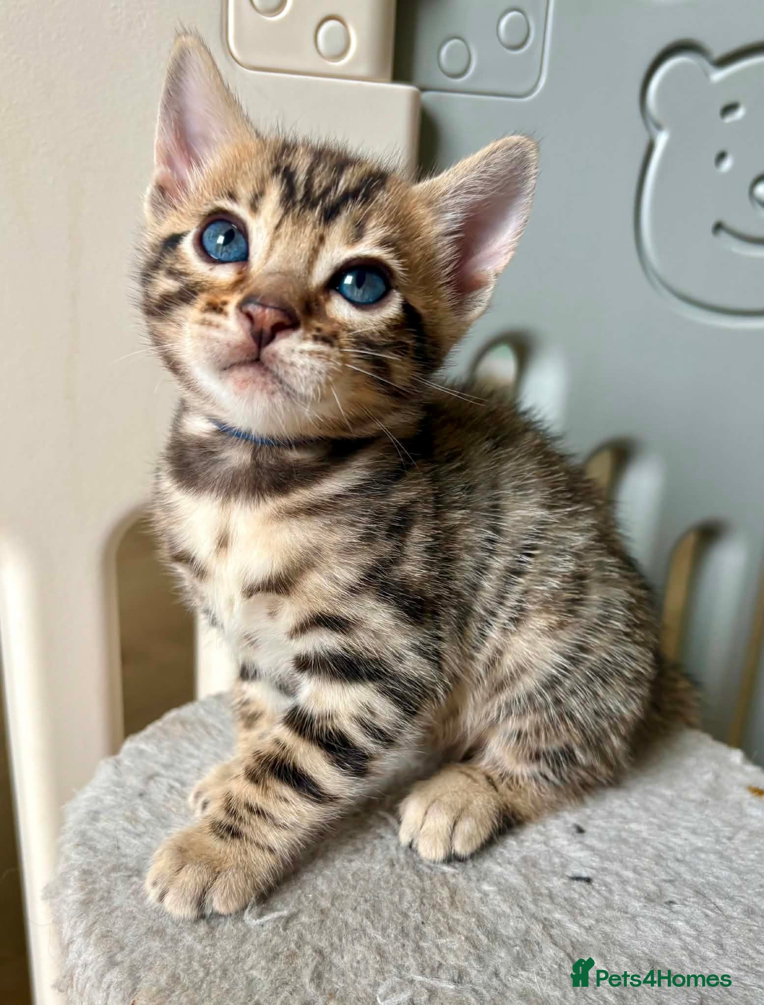 Bengal cats Stunning Bengal Kittens  - Advert 2