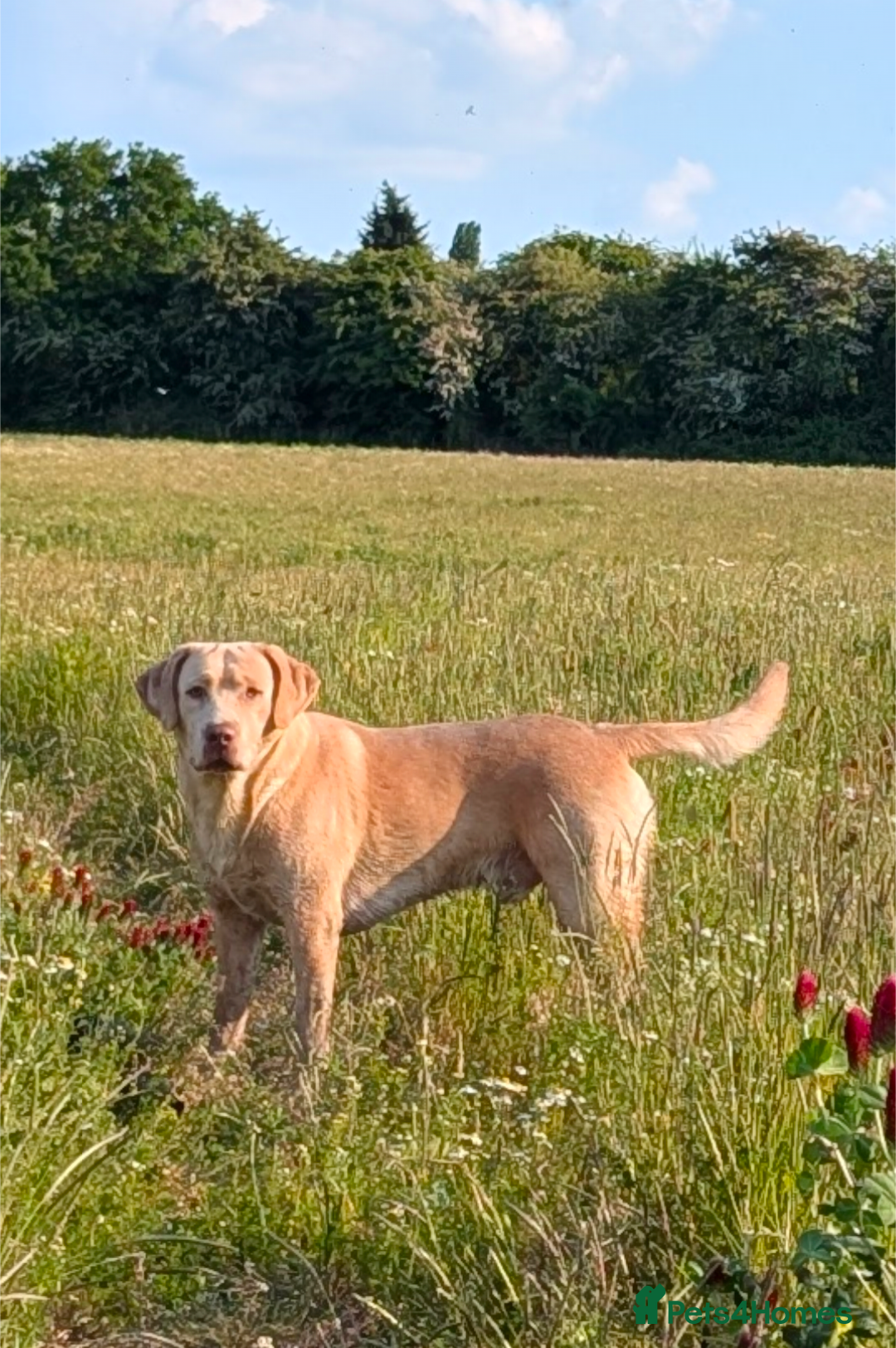 Labrador Retriever dogs for stud: Reggie available for stud - Advert 6