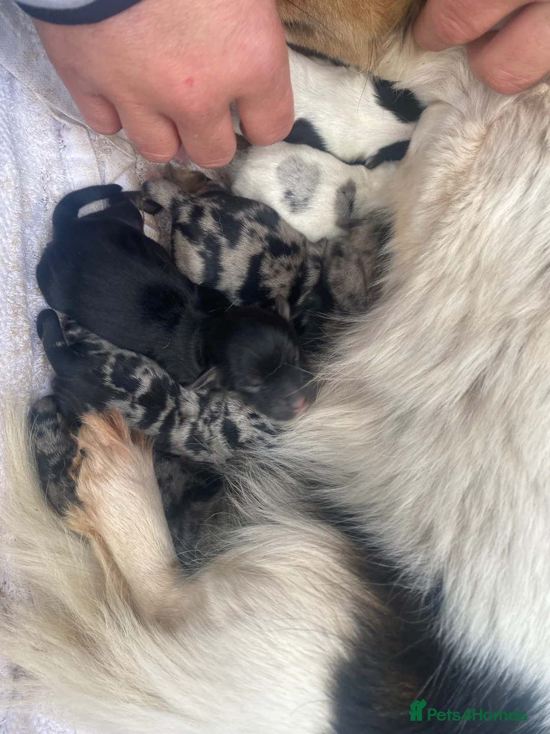 Jack Chi dogs for sale: Jack chi puppies  - Advert 2