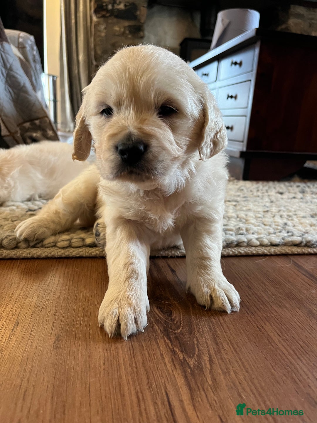 Golden Retriever dogs for sale: KC registered Golden Retriever puppies  - Advert 1