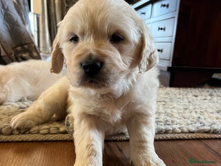 Golden Retriever dogs KC registered Golden Retriever puppies - Advert 4