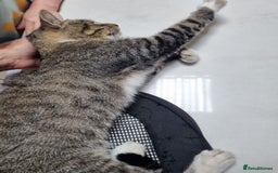 Mixed Breed cats for adoption: TOM a friendly & proud boy who needs a Loving Home - Advert 12